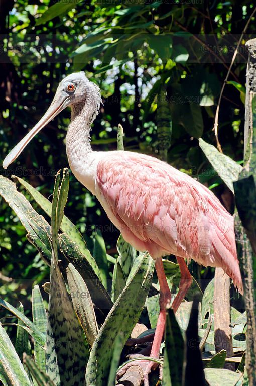 Pajaro Espatula