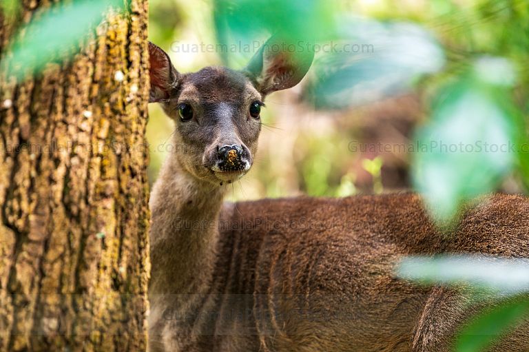 Venado cola blanca