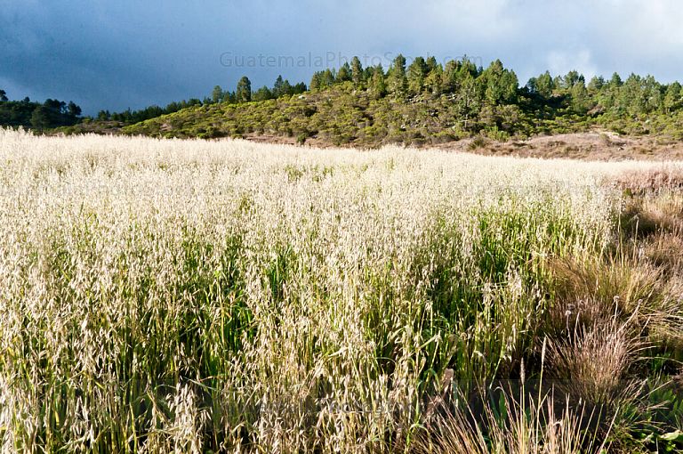 Cultivo de avena
