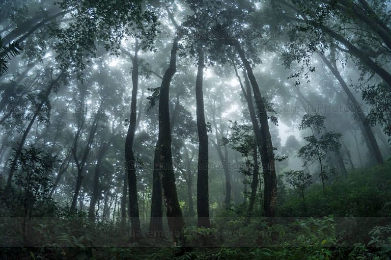 Bosque nuboso