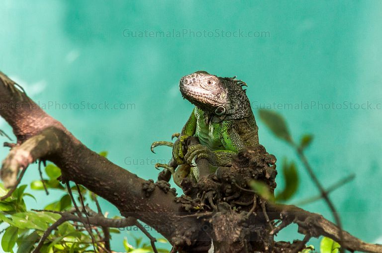 Iguana