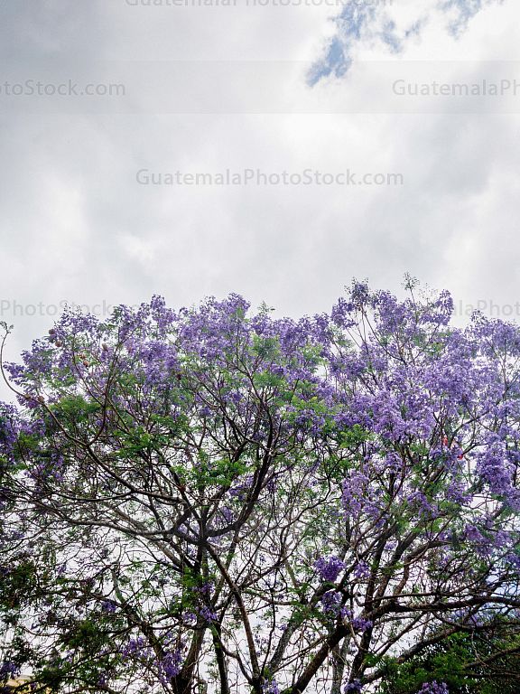 Árbol de Jacaranda