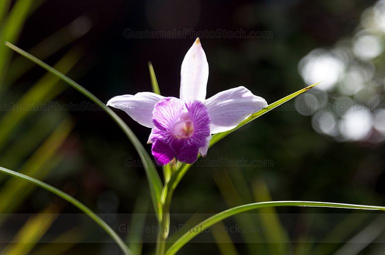 Orquidea Bambu