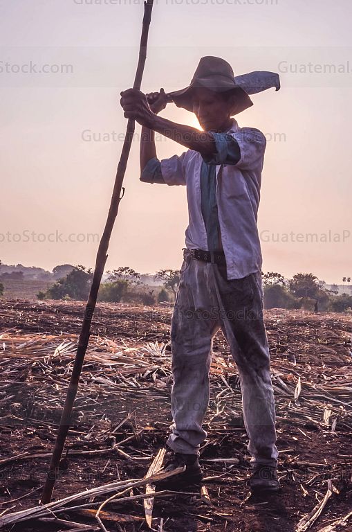 Hombre en la Zafra