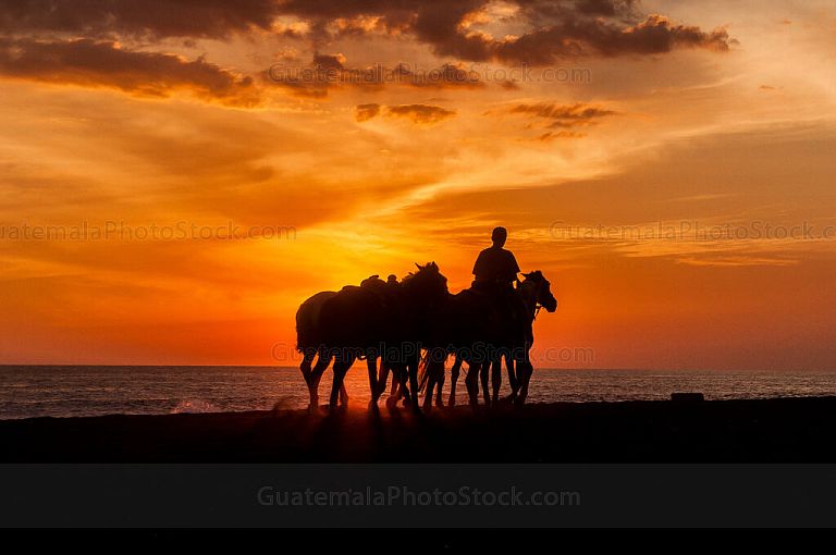 Caballos en la playa de monterrico