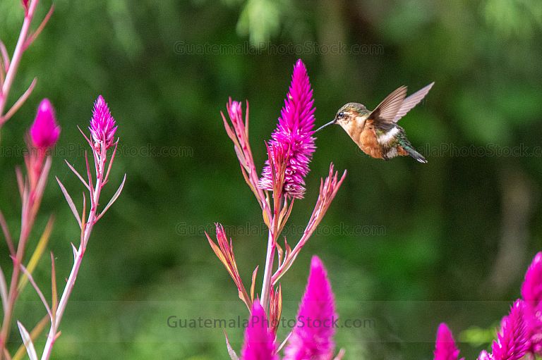 Colibrí picaflor