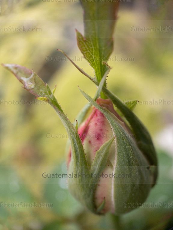 Macro naturaleza