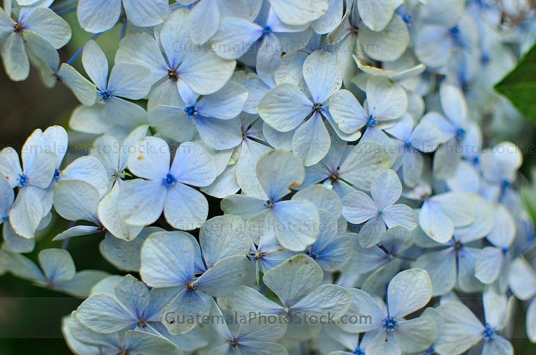 Hortensias