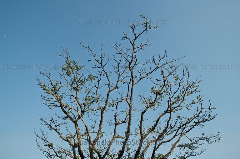 Árbol