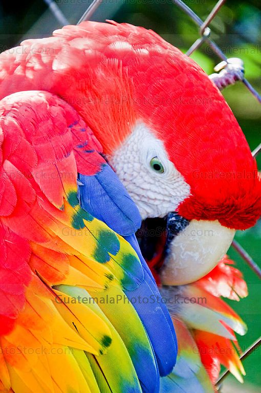 Guacamaya