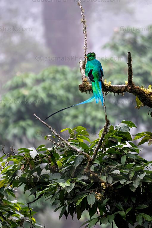 Quetzal macho
