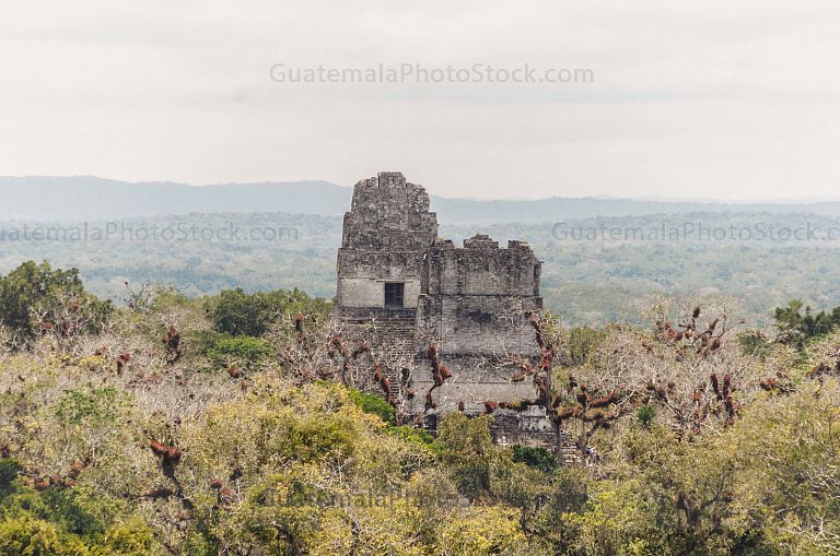 Templo I de Tikal, Gran Jaguar, Tikal