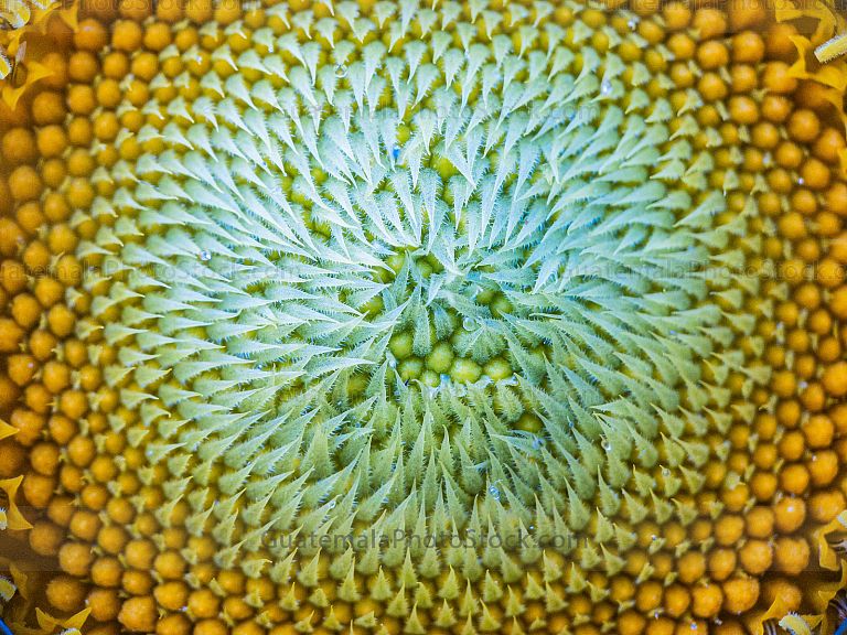 Macro fotografia