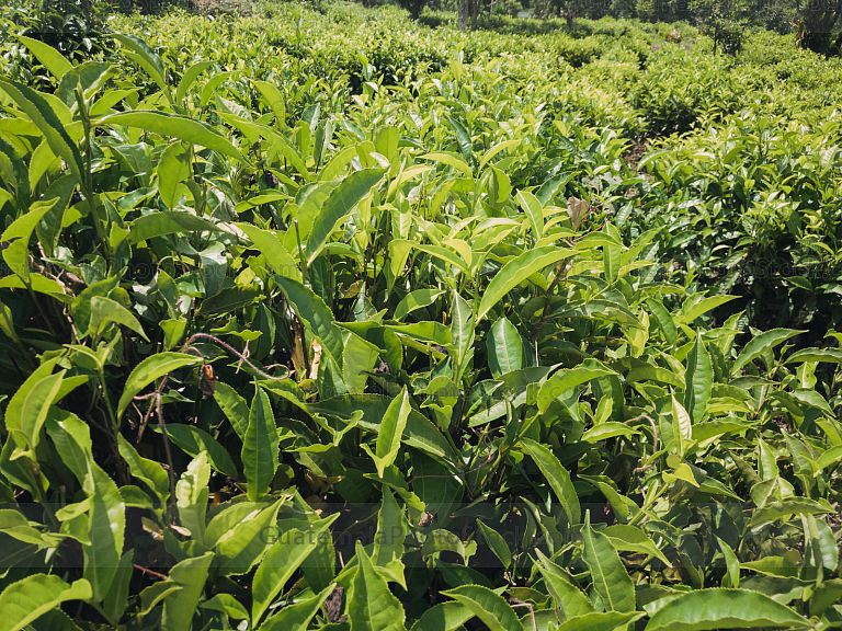 Plantación de Té