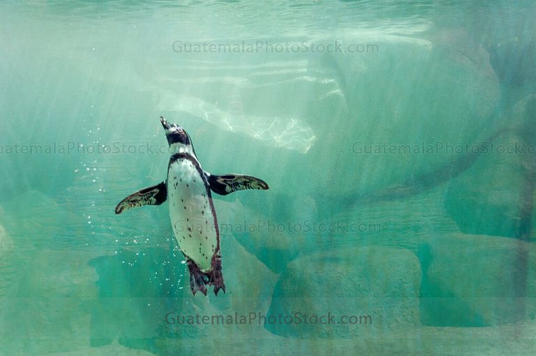 Pingüino de Humboldt