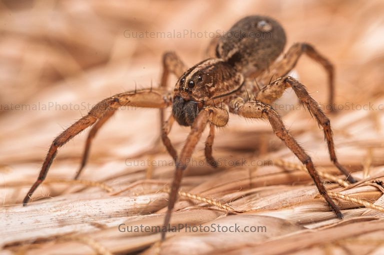 Araña lobo