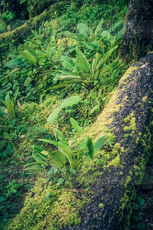 Sendero ecológico Puerta del Cielo