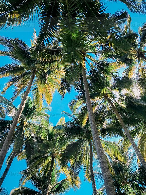 Palmeras