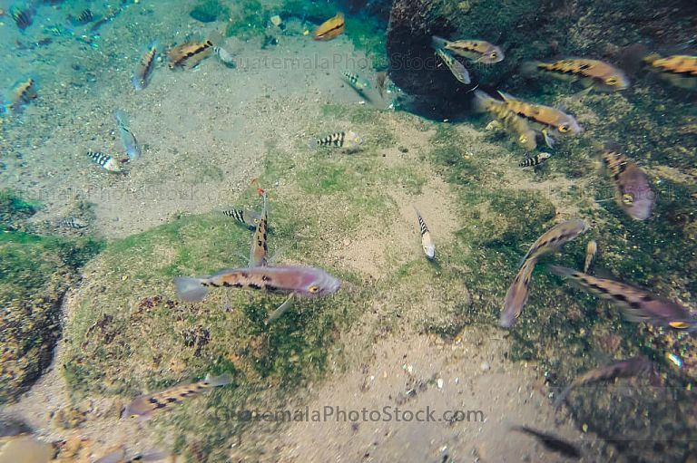 Peces