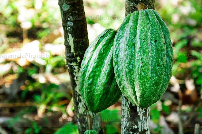 Cacao