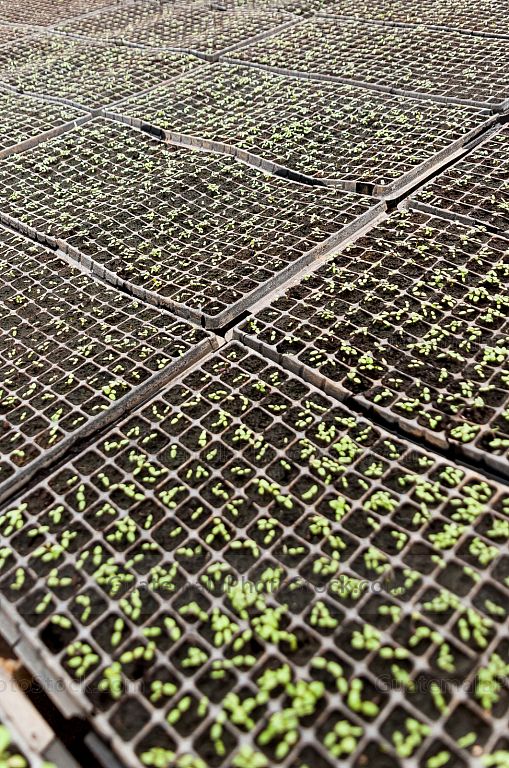 Agricultura