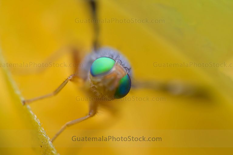 Macro fotografia