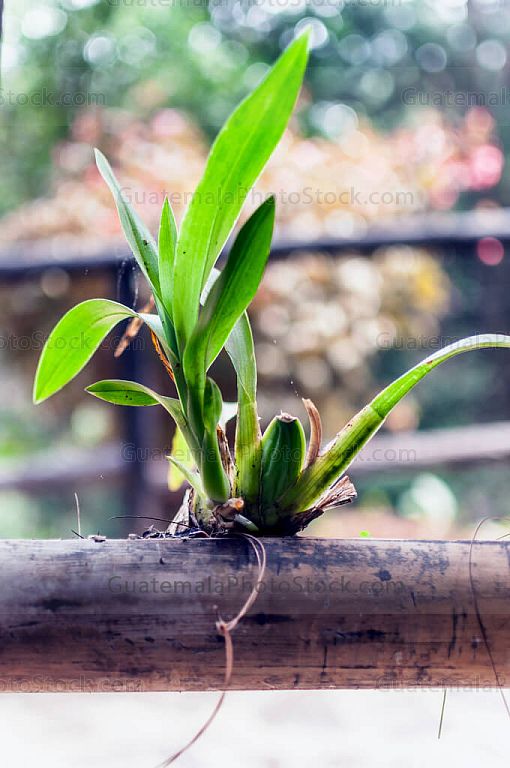 Orquidea
