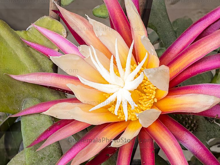 Epiphyllum oxypetalum