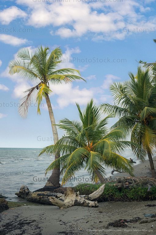 Palmeras en playa de Livingstone, Izabal