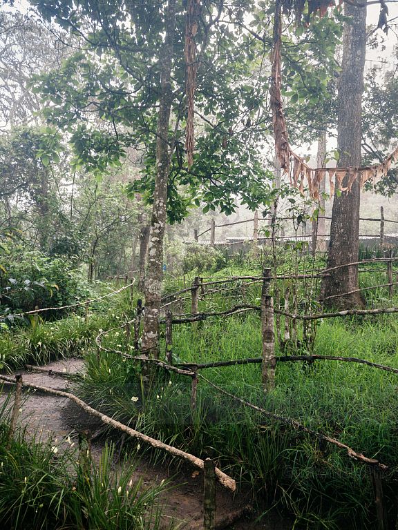 Naturaleza en Green Rush