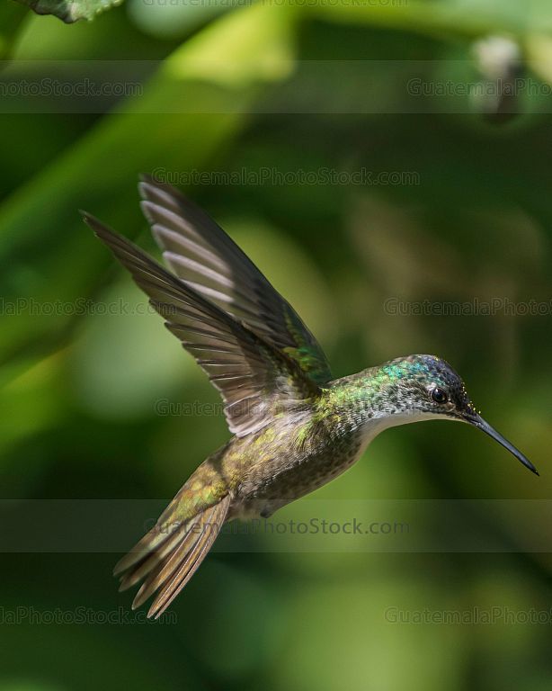 Colibrí