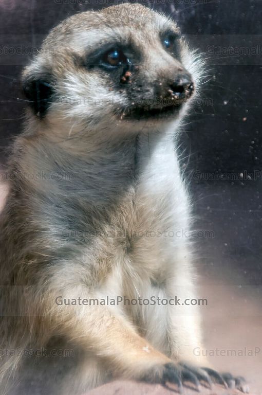 Suricata