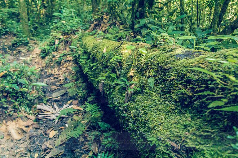 Naturaleza