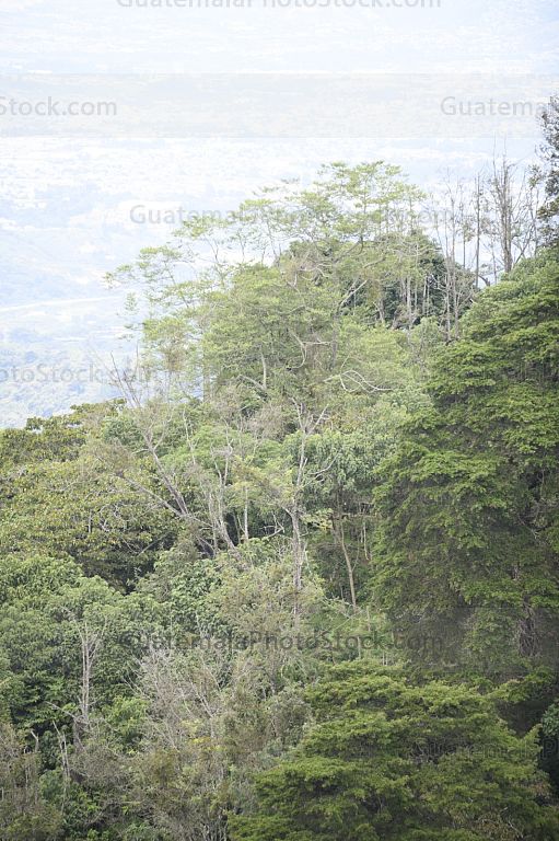 Arboles de montaña