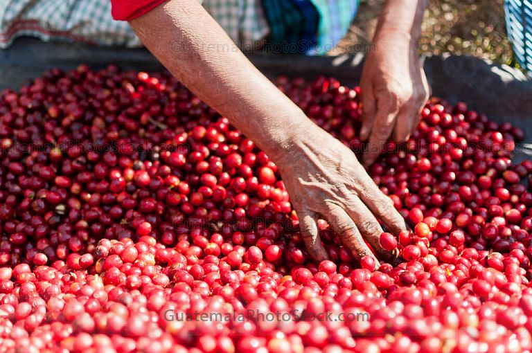 Selección de cereza de café