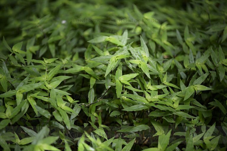 Cilantro vietnamita (Persicaria odorata)