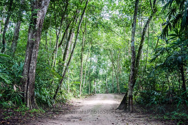 Sendero del Parque Nacional Tikal