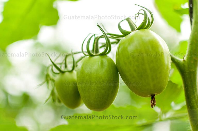 Tomates verdes