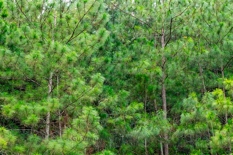 Bosque de pinos