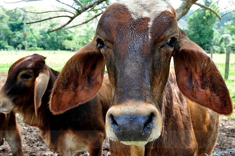 Vacas