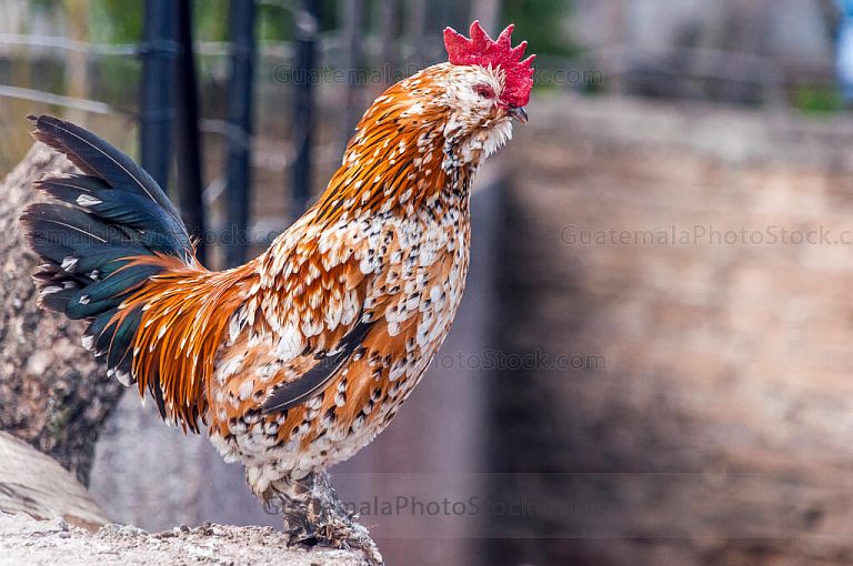 Gallo de granja