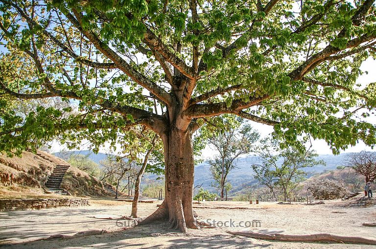 Ceiba en Mixco Viejo