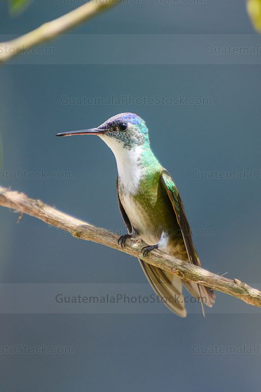 Colibri
