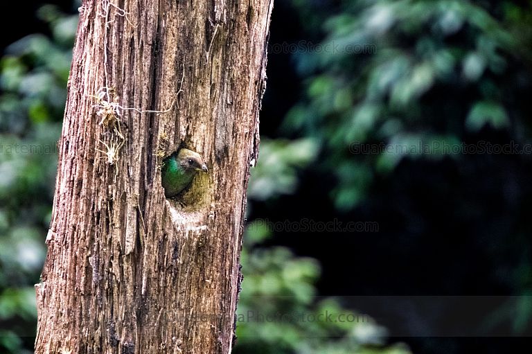 Quetzal en nido del Mirador Rey Tepepul