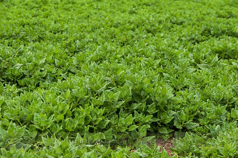 Campo agricola