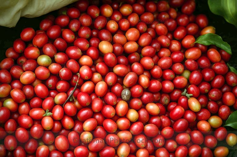 Cerezas de café recién recolectadas