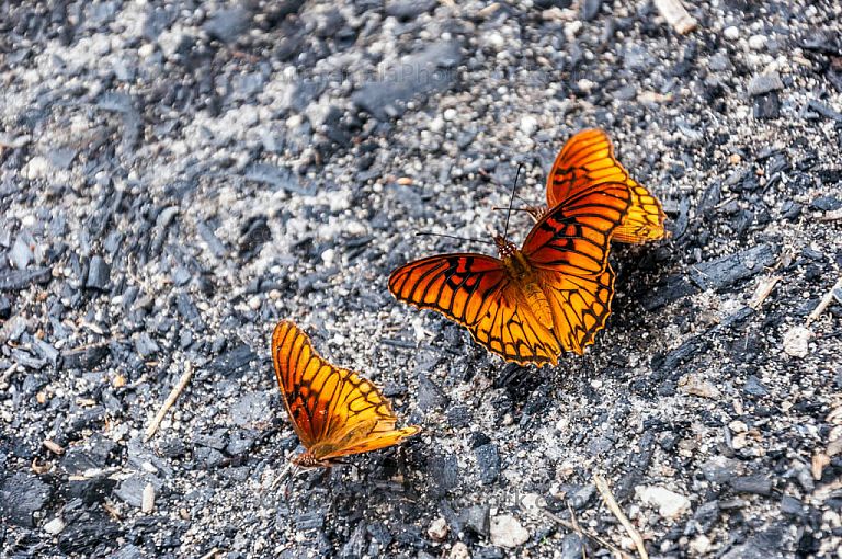 Mariposas