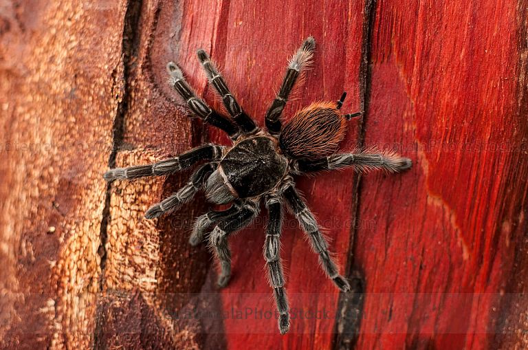 Tarántula