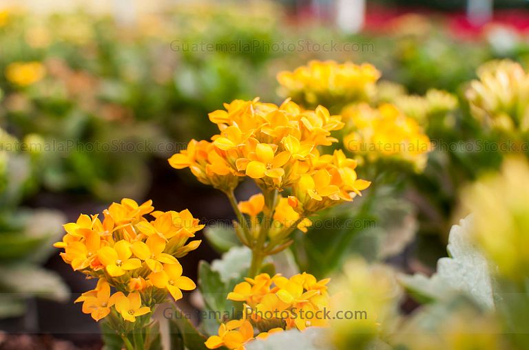 Lantana Camará