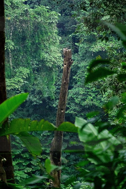 Nido de Quetzal en el Mirador Rey Tepepul